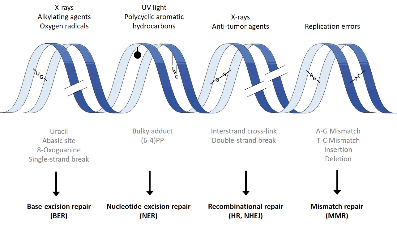 Understanding The Mechanisms Of Dna Mismatch Repair E - vrogue.co